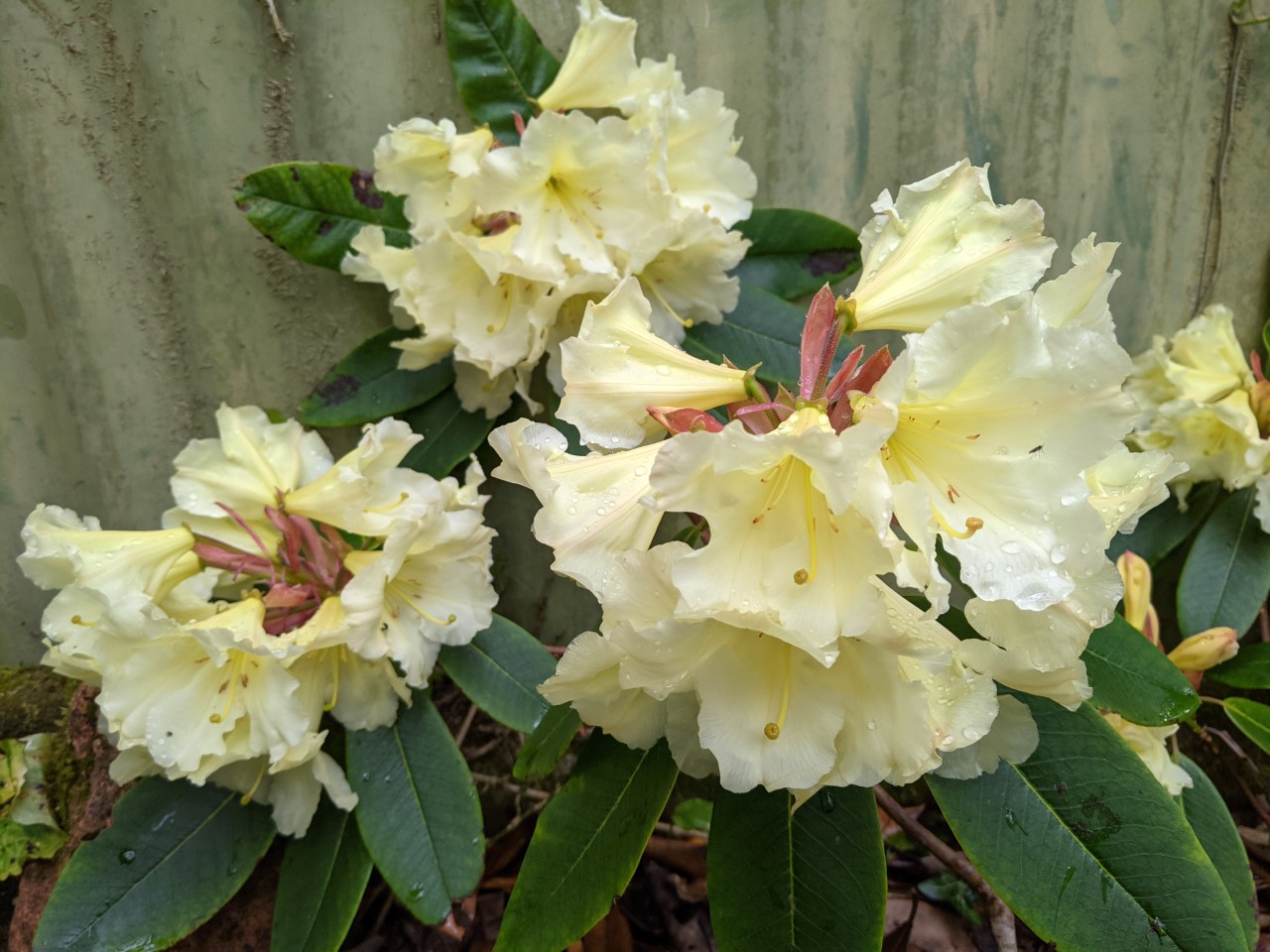 Unnamed hybrid seedling